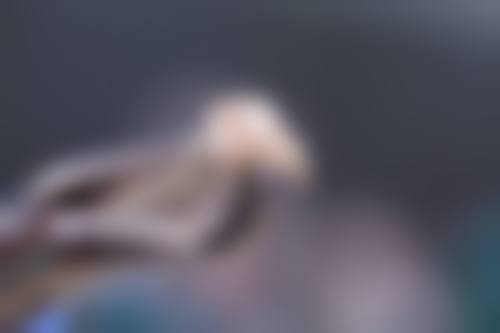 周昌浩医生的技术实力